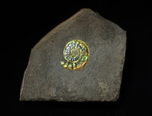 Load image into Gallery viewer, 23 mm juvenile green iridescent Caloceras display ammonite fossil
