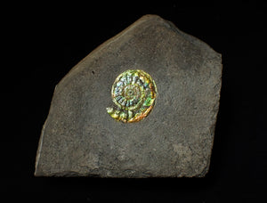 23 mm juvenile green iridescent Caloceras display ammonite fossil