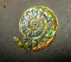 23 mm juvenile green iridescent Caloceras display ammonite fossil