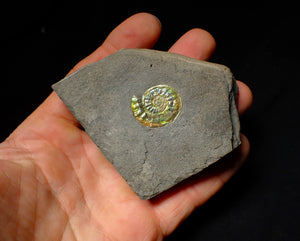 23 mm juvenile green iridescent Caloceras display ammonite fossil