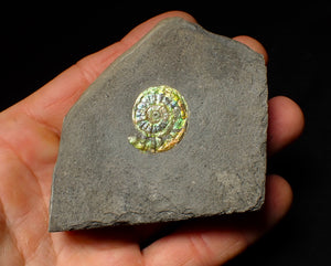 23 mm juvenile green iridescent Caloceras display ammonite fossil