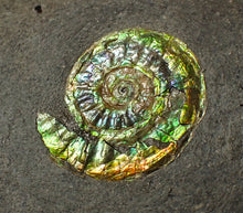 Load image into Gallery viewer, 23 mm juvenile green iridescent Caloceras display ammonite fossil
