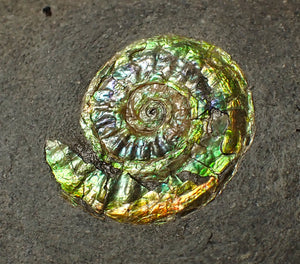 23 mm juvenile green iridescent Caloceras display ammonite fossil