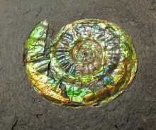 Load image into Gallery viewer, 23 mm juvenile green iridescent Caloceras display ammonite fossil
