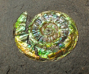 23 mm juvenile green iridescent Caloceras display ammonite fossil