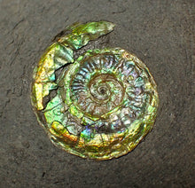 Load image into Gallery viewer, 23 mm juvenile green iridescent Caloceras display ammonite fossil
