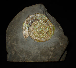 Large green iridescent Caloceras display ammonite (90mm)