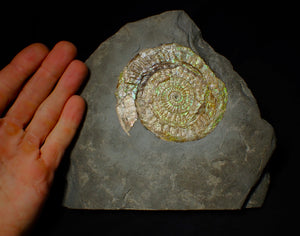 Large green iridescent Caloceras display ammonite (90mm)