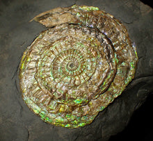 Load image into Gallery viewer, Large green iridescent Caloceras display ammonite (90mm)
