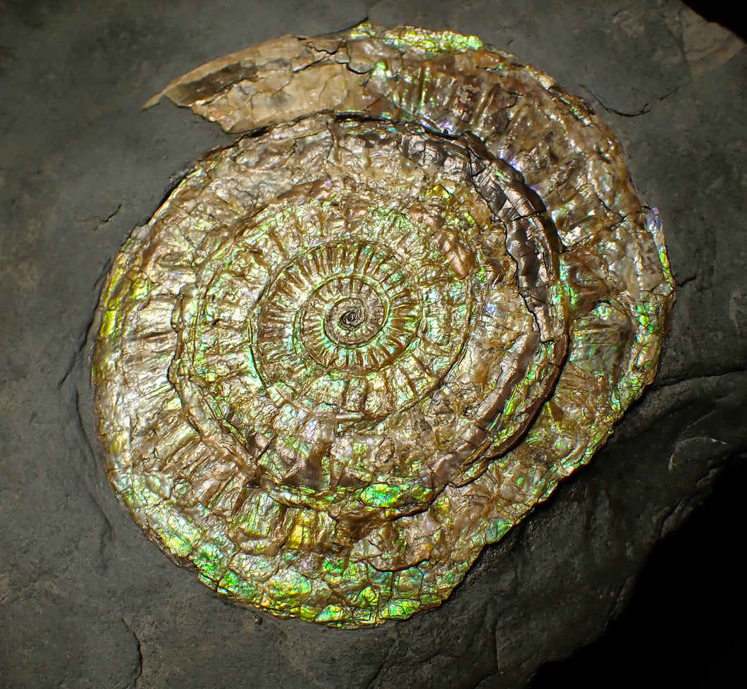 Large green iridescent Caloceras display ammonite (90mm)