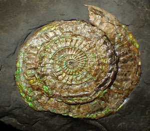 Large green iridescent Caloceras display ammonite (90mm)