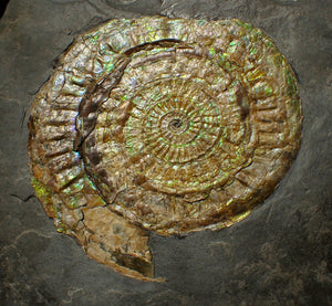 Large green iridescent Caloceras display ammonite (90mm)