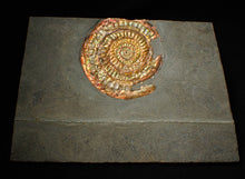 Load image into Gallery viewer, Large 75 mm rainbow iridescent Caloceras display ammonite fossil
