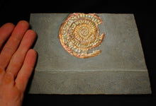 Load image into Gallery viewer, Large 75 mm rainbow iridescent Caloceras display ammonite fossil
