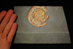 Large 75 mm rainbow iridescent Caloceras display ammonite fossil