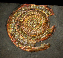 Load image into Gallery viewer, Large 75 mm rainbow iridescent Caloceras display ammonite fossil
