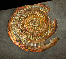 Load image into Gallery viewer, Large 75 mm rainbow iridescent Caloceras display ammonite fossil
