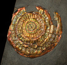 Load image into Gallery viewer, Large 75 mm rainbow iridescent Caloceras display ammonite fossil
