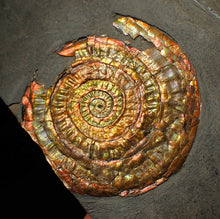 Load image into Gallery viewer, Large 75 mm rainbow iridescent Caloceras display ammonite fossil
