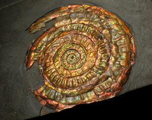 Large 75 mm rainbow iridescent Caloceras display ammonite fossil