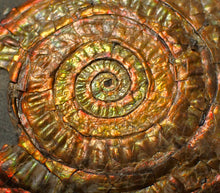 Load image into Gallery viewer, Large 75 mm rainbow iridescent Caloceras display ammonite fossil
