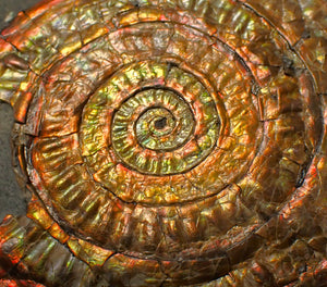 Large 75 mm rainbow iridescent Caloceras display ammonite fossil