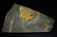 Load image into Gallery viewer, Large 96 mm rainbow iridescent Caloceras display ammonite fossil
