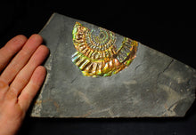 Load image into Gallery viewer, Large 96 mm rainbow iridescent Caloceras display ammonite fossil
