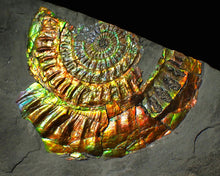 Load image into Gallery viewer, Large 96 mm rainbow iridescent Caloceras display ammonite fossil
