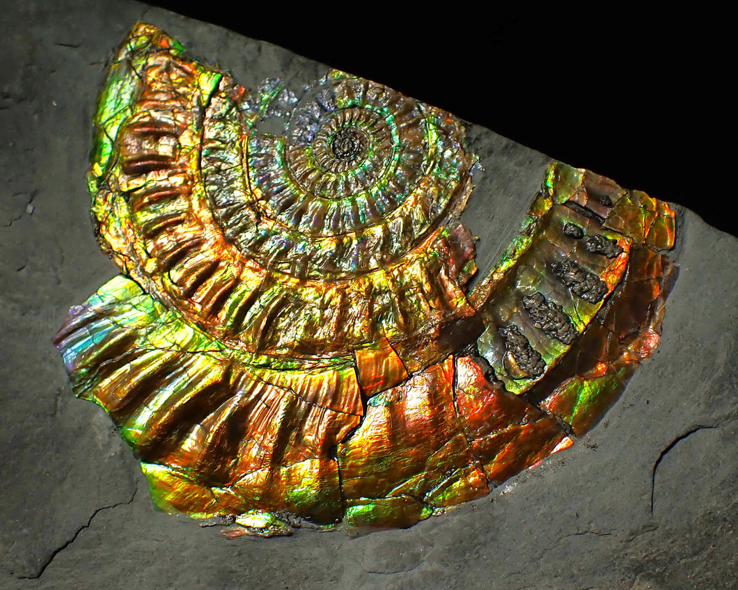 Large 96 mm rainbow iridescent Caloceras display ammonite fossil