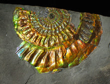 Load image into Gallery viewer, Large 96 mm rainbow iridescent Caloceras display ammonite fossil
