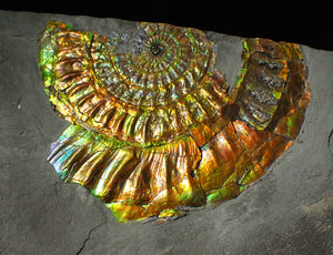 Large 96 mm rainbow iridescent Caloceras display ammonite fossil