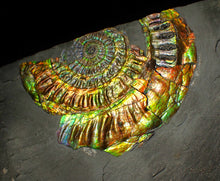 Load image into Gallery viewer, Large 96 mm rainbow iridescent Caloceras display ammonite fossil
