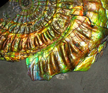 Load image into Gallery viewer, Large 96 mm rainbow iridescent Caloceras display ammonite fossil
