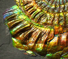 Load image into Gallery viewer, Large 96 mm rainbow iridescent Caloceras display ammonite fossil
