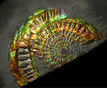 Load image into Gallery viewer, Large 96 mm rainbow iridescent Caloceras display ammonite fossil
