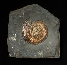 Load image into Gallery viewer, 57 mm Iridescent Psiloceras ammonite display fossil
