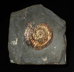 57 mm Iridescent Psiloceras ammonite display fossil