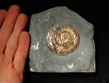 Load image into Gallery viewer, 57 mm Iridescent Psiloceras ammonite display fossil
