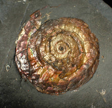 Load image into Gallery viewer, 57 mm Iridescent Psiloceras ammonite display fossil
