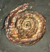 Load image into Gallery viewer, 57 mm Iridescent Psiloceras ammonite display fossil
