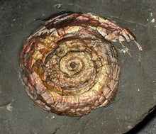 Load image into Gallery viewer, 57 mm Iridescent Psiloceras ammonite display fossil
