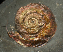 Load image into Gallery viewer, 57 mm Iridescent Psiloceras ammonite display fossil
