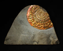 Load image into Gallery viewer, Large 88 mm iridescent Caloceras display ammonite fossil
