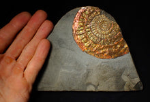 Load image into Gallery viewer, Large 88 mm iridescent Caloceras display ammonite fossil
