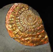 Load image into Gallery viewer, Large 88 mm iridescent Caloceras display ammonite fossil
