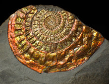 Load image into Gallery viewer, Large 88 mm iridescent Caloceras display ammonite fossil
