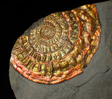 Load image into Gallery viewer, Large 88 mm iridescent Caloceras display ammonite fossil
