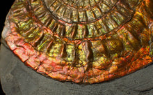 Load image into Gallery viewer, Large 88 mm iridescent Caloceras display ammonite fossil
