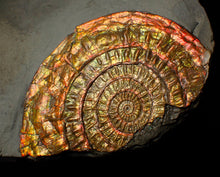 Load image into Gallery viewer, Large 88 mm iridescent Caloceras display ammonite fossil
